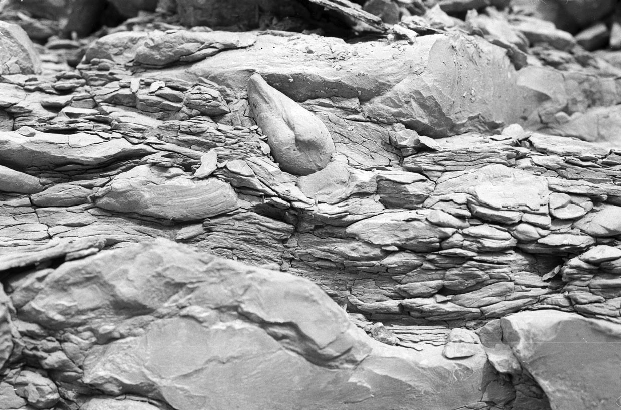 Bivalves - Clams and Mussels - Muschelkalk Museum